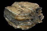 Partial, Southern Mammoth Molar - Hungary #123653-2